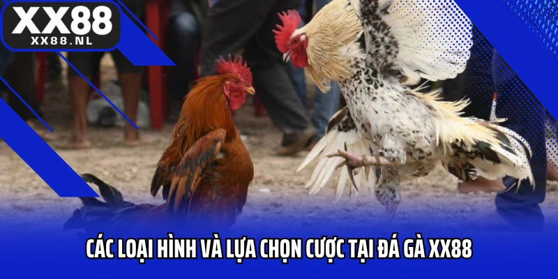 Các loại hình và lựa chọn cược tại đá gà XX88